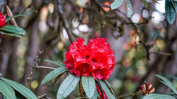istock Bright red blooming Rhododendron delavayi Franch 1388294576