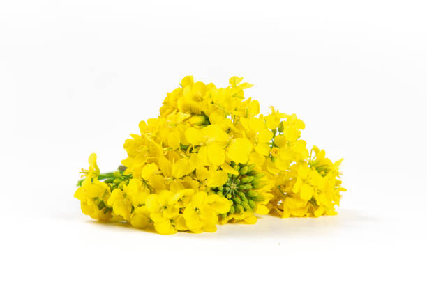 istock Rapeseed blossom flower isolated on white background. 1388294700