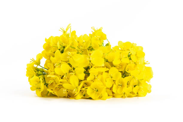 istock Rapeseed blossom flower isolated on white background. 1388294701