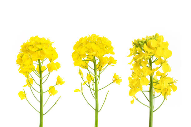 istock Rapeseed blossom flower isolated on white background. 1388294709