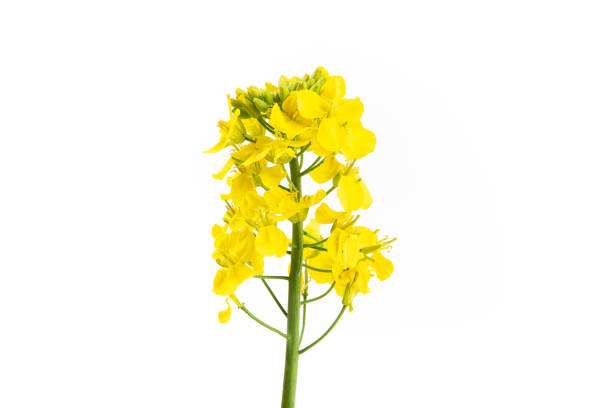 istock Rapeseed blossom flower isolated on white background. 1388295315