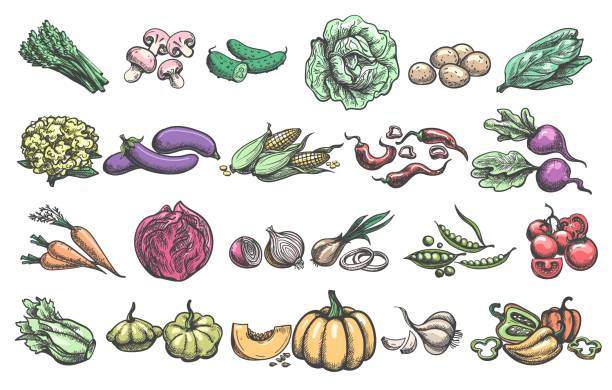 Color handdrawn vegetables Color handdrawn vegetables. Farmer agriculture food ingredients, colorful eggplant cauliflower patisson carrot onion beetroot drawing vegetable healthy veggies vector sketch raw potato vegetable illustration and painting symbol stock illustrations