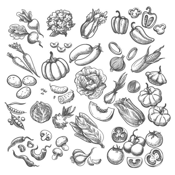 Vintage sketched vegetables Vintage sketched vegetables. Hand drawn vegetable sketches, lettuce asparagus zucchini pepper organic foods pencilled drawings, garden food drawing sketch vector illustrated radish art drawing stock illustrations