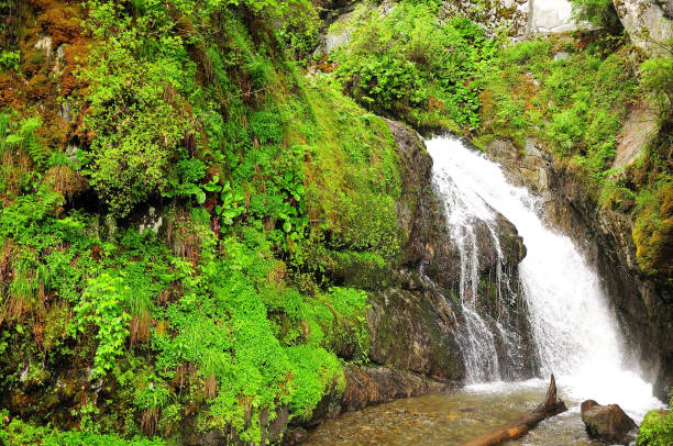 istock A small waterfall in a stormy stream flowing down from the mountain into the morning forest. 1388297378