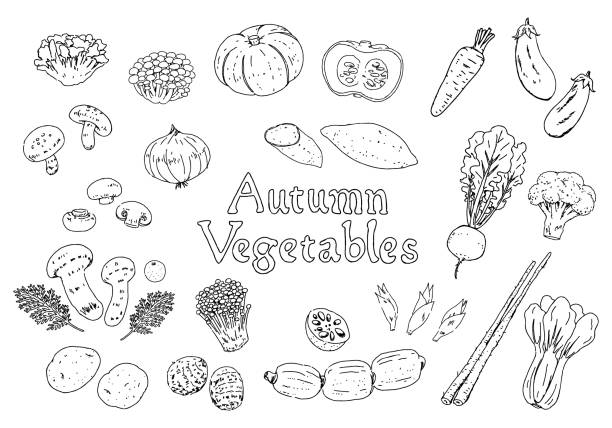 hand-drawn monochrome line drawing autumn vegetables illustration set hand-drawn monochrome line drawing autumn vegetables illustration set matsutake mushroom stock illustrations