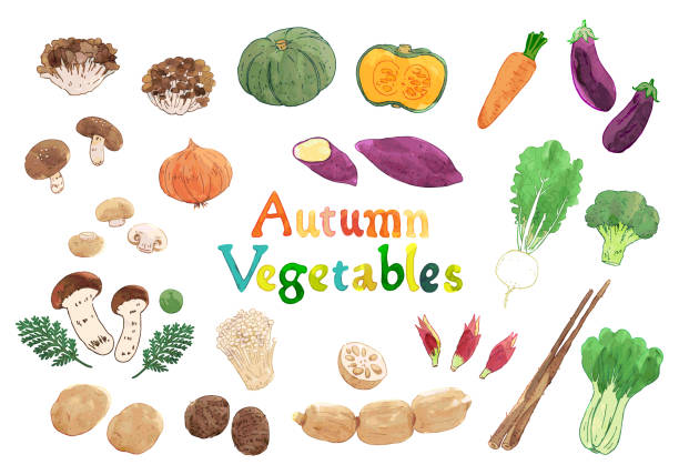 ilustraciones, imágenes clip art, dibujos animados e iconos de stock de juego de ilustraciones en acuarela pintados a mano de verduras de otoño - raw potato sweet potato vegetable food