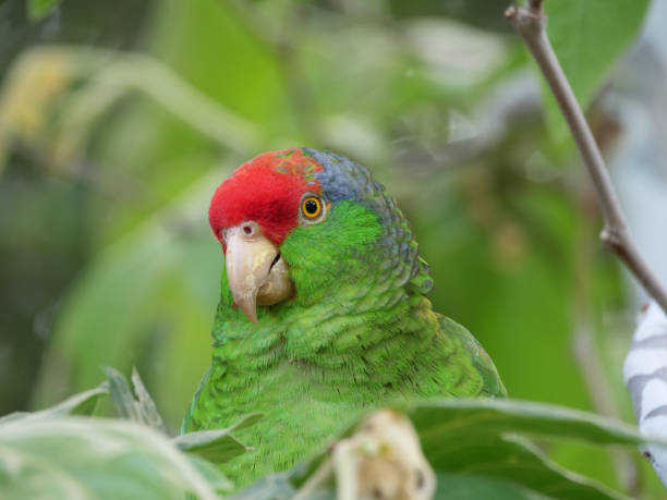 Red-crowned Amazon Parrot Close-up stock photo