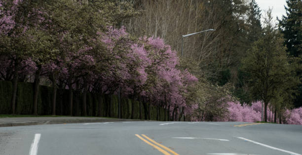 Blooming cherry trees on an empty residential street, Redmond, Seattle, 2022, 1