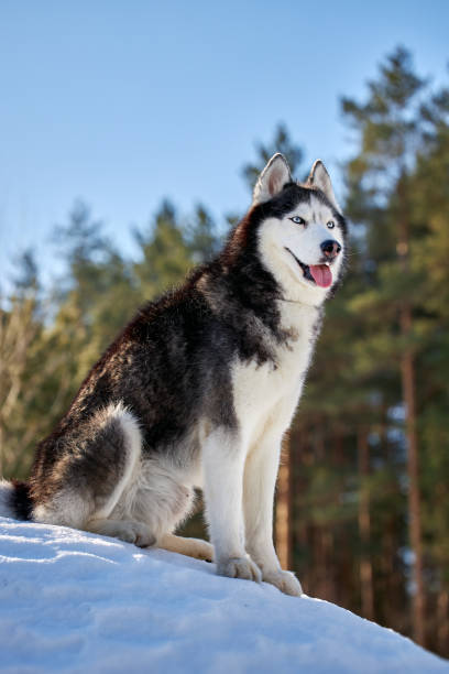 istock Cute husky dog in sunny winter forest 1388299040