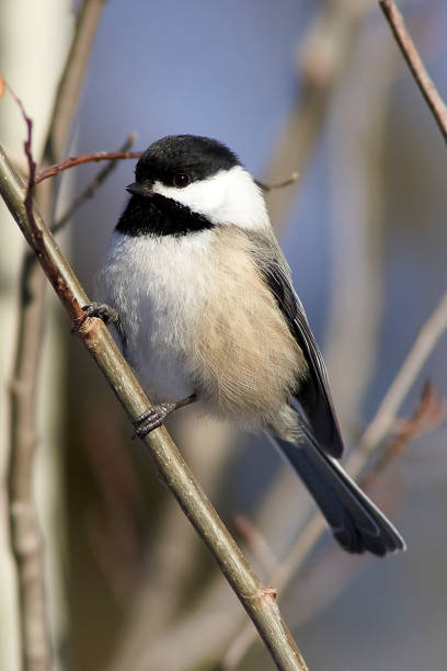 istock Little Chickadee stand on the branch 1388299959