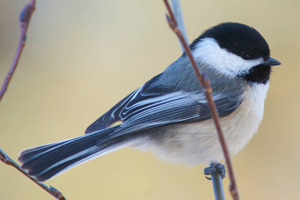 istock Little Chickadee stand on the branch 1388299993