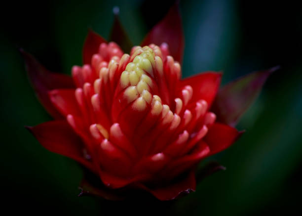 istock Muttart Conservatory Flower Macro photography 1388300767
