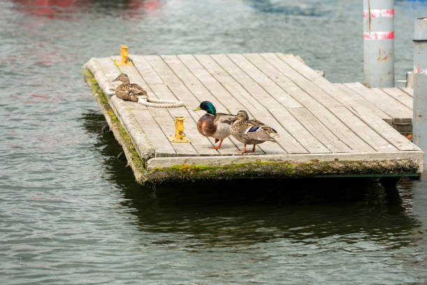 istock Wild ducks on a wooden river bridge 1388302085