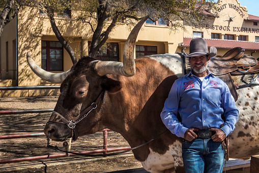 Fort Worth, Texas, USA - March 27th, 2022: Texan happy cowboy near his longhorn bull