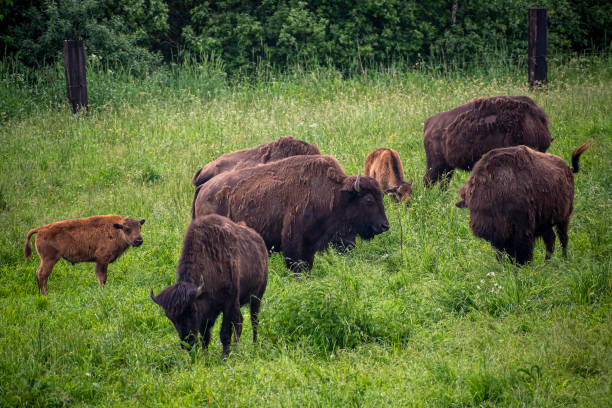 istock Large brown bisons in a field 1388305853