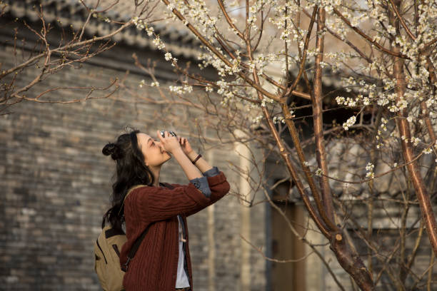giovane donna cinese turista sotto l'albero di fiori di pesco nel vicolo hutong - foto stock - hair bun asian ethnicity profile women foto e immagini stock