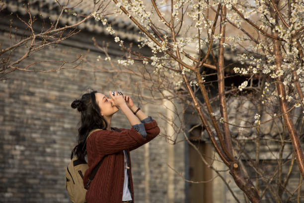 young chinese woman tourist under peach blossom tree in hutong alley - stock photo - hair bun asian ethnicity profile women imagens e fotografias de stock