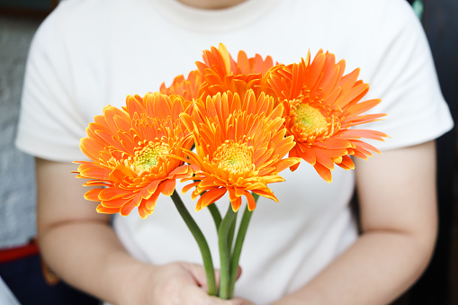 Beautiful orange gerbera daisy  bouquet in hand, spring summer flower blooming.