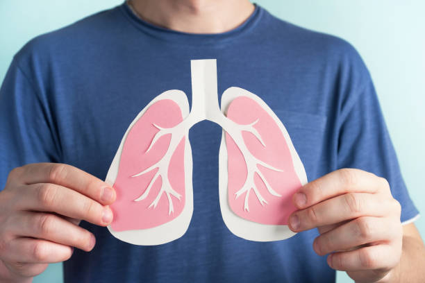 World tuberculosis TB day, pneumonia, respiratory diseases concept. Man holding lungs decorative model. Closeup lung stock pictures, royalty-free photos & images