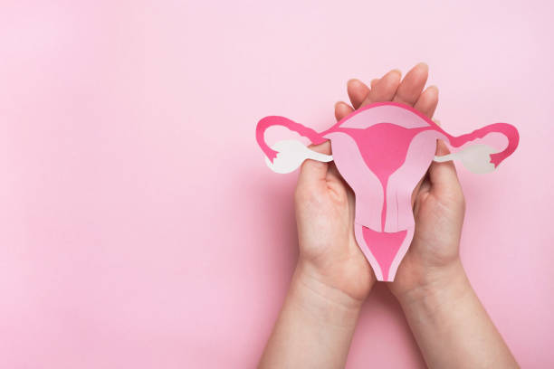 Women's health, gynecology and reproductive system concept. Woman hands holding decorative model uterus on pink background. Top view, copy space menstruation stock pictures, royalty-free photos & images