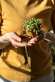 istock Girl hand holding small terracotta pot with Senecio Rowleyanus commonly known as a string of pearls 1388308884