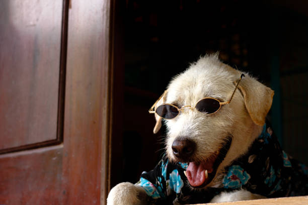 istock terrier dog wearing a summer floral button down shirt 1388310927