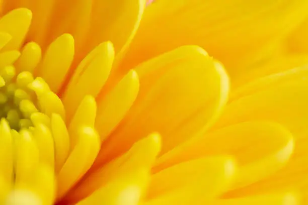 Photo of A yellow chrysanthemum flower.