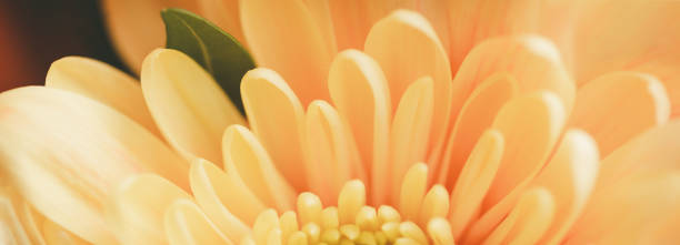 istock A yellow chrysanthemum flower. 1388313385