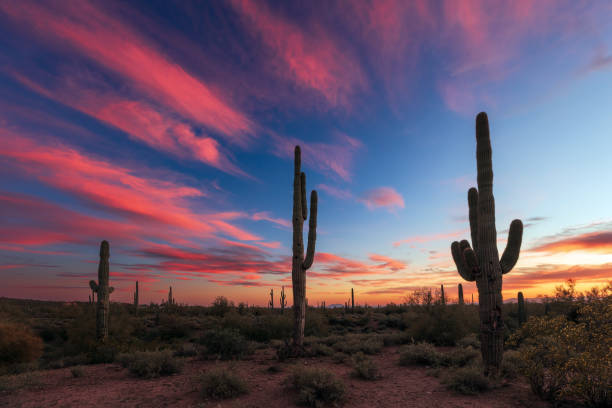 istock Saguaro Cactus at sunset in the Arizona desert 1388314042