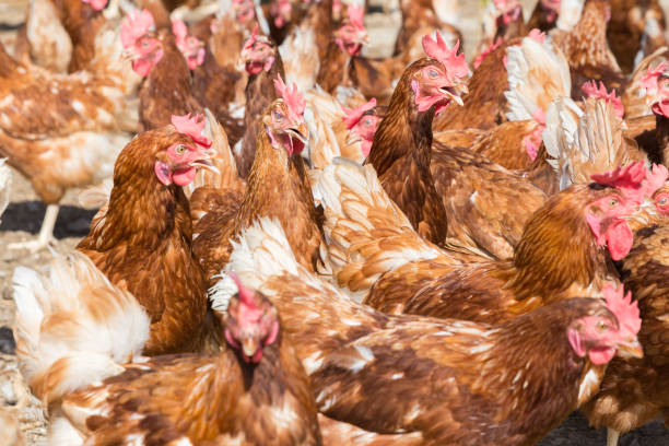 istock many healthy laying hens in sunlight on a farm 1388314388