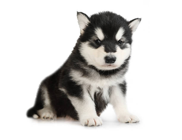 istock Black and white Alaskan Malamute puppy isolated on a white background 1388314476