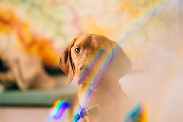 istock Portrait of cute dog looking in camera 1388315464