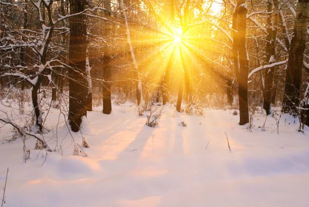 istock winter forest at the evening 1388315677