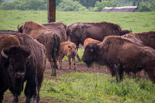 istock Bisons grazing in a wildlife farm 1388315750