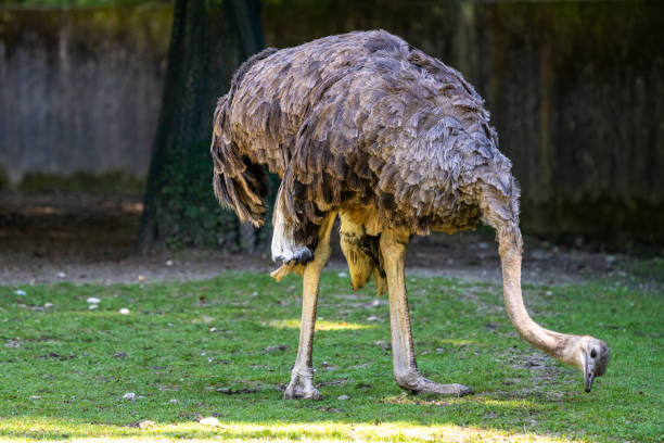 istock The common ostrich, Struthio camelus, or simply ostrich 1388315813