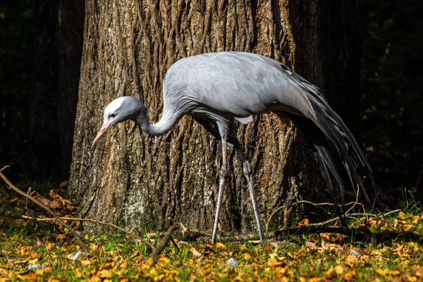 Very long legs