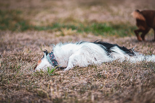 White dog rolling on withered grass. Furry animal playing in a dry meadow in spring. Cute funny pet. Selective focus on the details, blurred background.