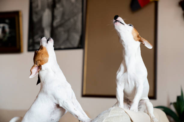 perro aullando jack russell terrier - ladrando fotografías e imágenes de stock