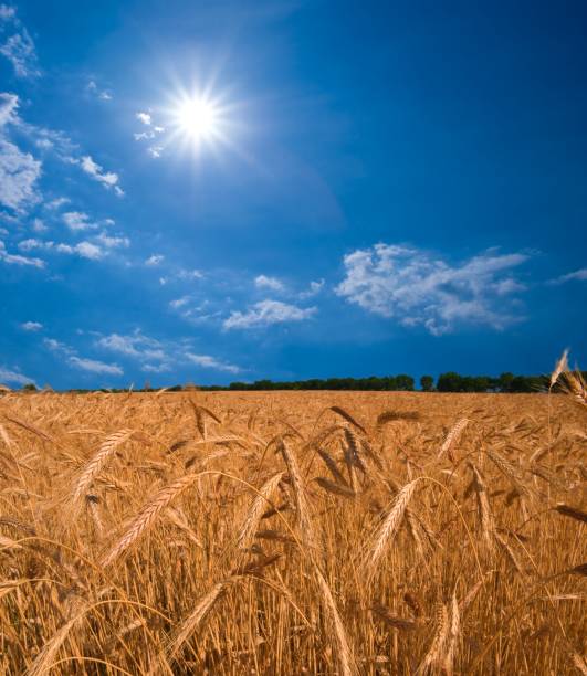 istock wheat field by a sunny day 1388317169