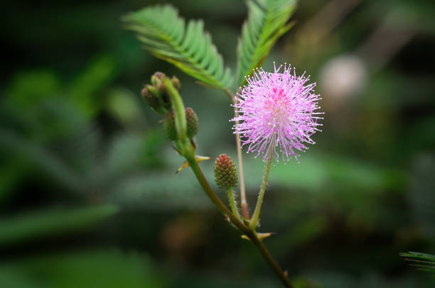 close up Mimosa pudica flowers Mimosa pudica flowers in beautiful nature sensitive plant stock pictures, royalty-free photos & images