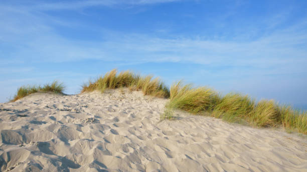 istock Sand dunes of Fort-Mahon-Plage 1388318393