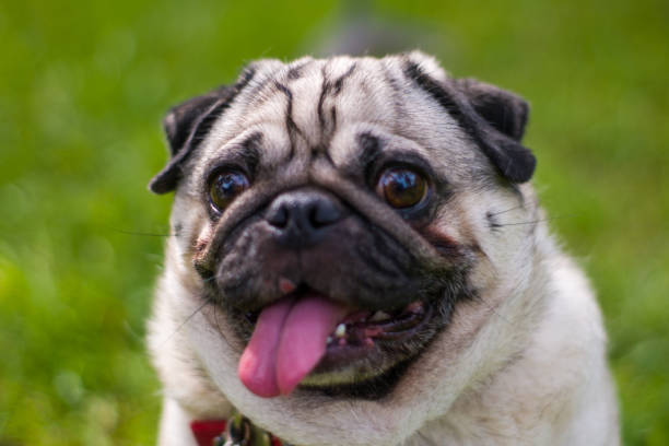 istock Portrait of cute pug on grass 1388319446