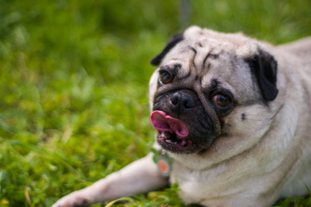 istock Portrait of a cute pug on grass 1388319577