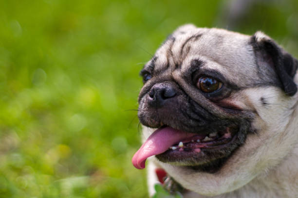 istock Portrait of a cute pug on grass 1388319611