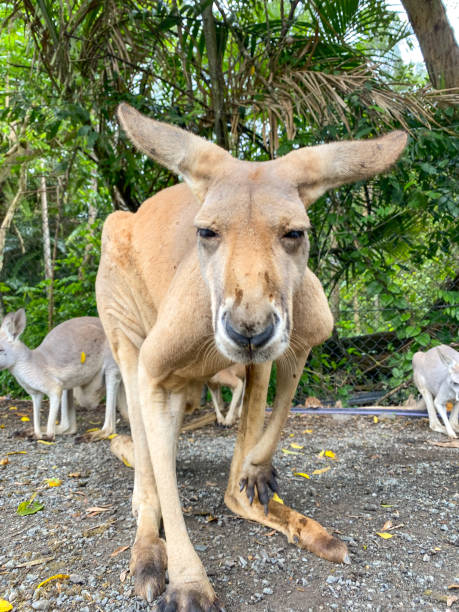 istock Close up of a kangaroo looking right into the camera while bending down.  Green lush trees in the background.  Gold Coast Queensland Australia 1388320895