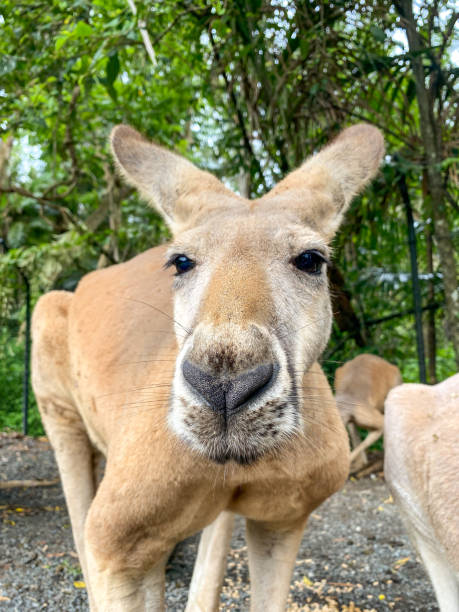 istock Close up of a kangaroo looking right into the camera while bending down.  Green lush trees in the background.  Gold Coast Queensland Australia 1388320921