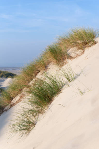 istock Sand dunes of Fort-Mahon-Plage 1388320956