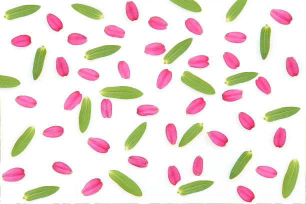 Flower petals and green leaves on white background