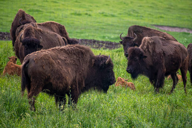 istock Large bisons grazing in a field 1388322783