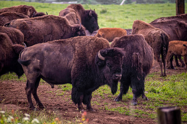istock Male bison standing in front of a herd 1388323233